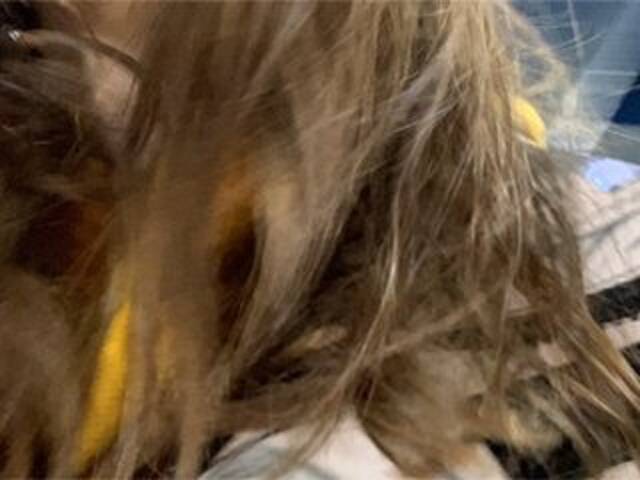 방송 스크린 샷 Eliness