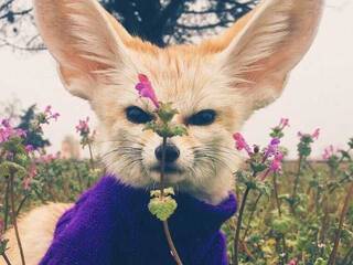 에로틱 한 영상 채팅 Anecka31