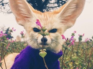 에로틱 한 영상 채팅 Anecka31