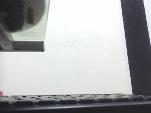 방송 스크린 샷 Dulceik