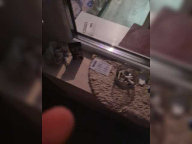 방송 스크린 샷 PussyDevil