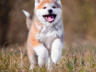 에로틱 한 영상 채팅 Val309a